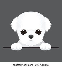 Vector image of a white Maltese dog 2. Cute puppy