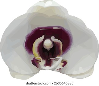 Imagen de Vector de una flor de orquídea de luna blanca en un aislado