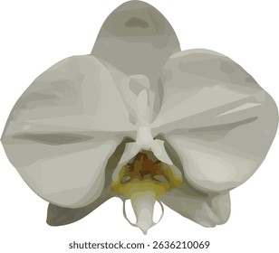 Imagen de Vector de una flor de orquídea de luna blanca en un aislado