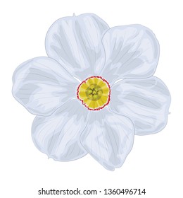 A vector image of a white narcissus flower with six petals. Isolated vector image of a spring flower on a white background.