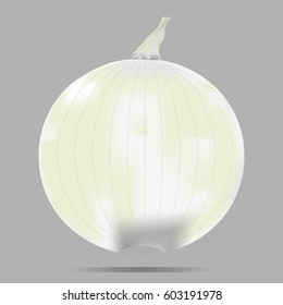 vector image of white onion
