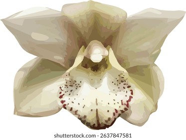vector image of a white orchid flower on a isolated 