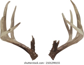 Vector Image of a White Tailed Deer Buck Antler Rack Isolated with No Background