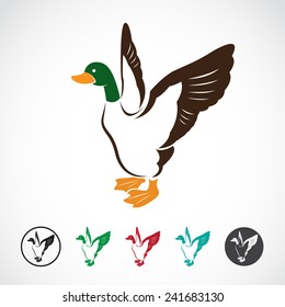 Vector image of an wild duck on white background