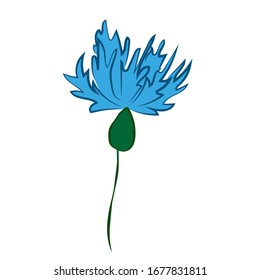 
vector image of wildflowers cornflowers isolated on white background, element for websites, articles, cards on the theme of spring, flowers, natureisolated element