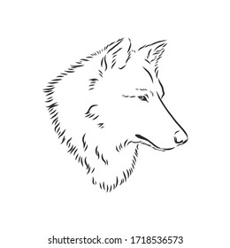 vector image of wolf's head isolated on white, wolf portrait, vector sketch illustration