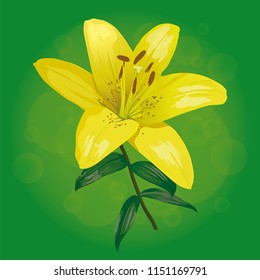 Vector image of a yellow beautiful lily flower on a green background