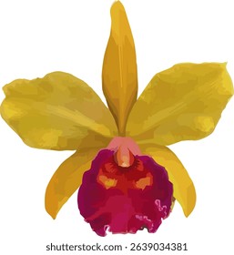 vector image of a yellow Cattleya orchid flower on a isolated