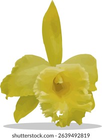 vector image of a yellow Cattleya orchid flower on a isolated