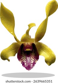 vector image of a yellow Dendrobium orchid flower on a isolated