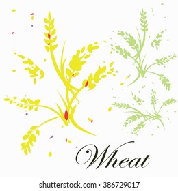 Vector image of yellow and green wheat close up on white background with text