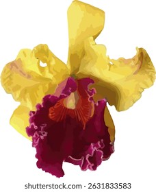 imagem vetorial de uma flor de orquídea amarela e rosa sobre um fundo branco

