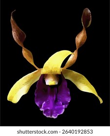 vector image of a yellow purple Dendrobium orchid flower on a isolated