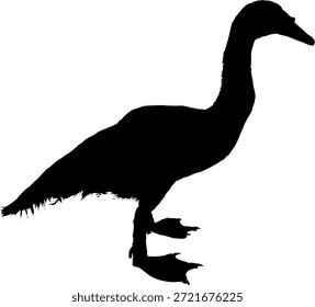 
Imagen de Vector de una silueta de pato negro joven sobre un fondo blanco