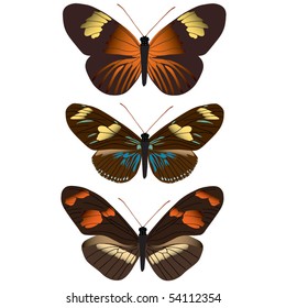Vector images of assorted butterflies