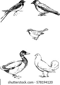 vector images of birds , a graphic image of a bird on a white background