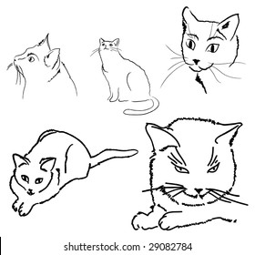 Vector images of a cat on a white background