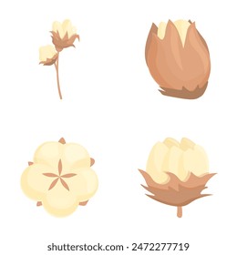 Vector images depicting different stages of a cotton plant, suitable for educational materials