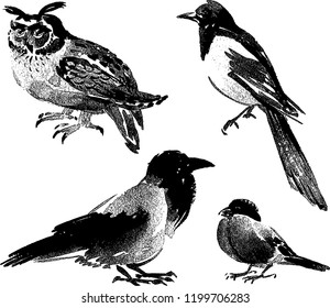 Vector images of different wild birds