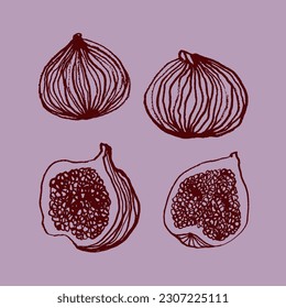 Vector images of fig parts. Set, hand drawing, sketch, doodle, illustration. Exotic, fruits, sweetness. Burgundy and pink. Eps10