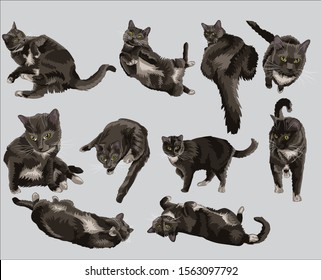 Vector images of fluffy cat in various poses