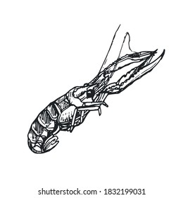 
 vector images of langoustine shrimp, sea food shrimp, crustaceans EPS 10, sea food vector