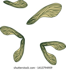 Vector images of maple seed. Set of natural elements on white background for eco design.