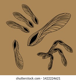 Vector images of maple seed. Set of natural elements on white background for eco design. Linear pattern of maple lionfish. Black on eco background