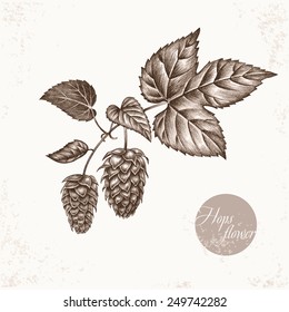 Vector images of medicinal plants. Biological additives are. Healthy lifestyle. Hops flower.