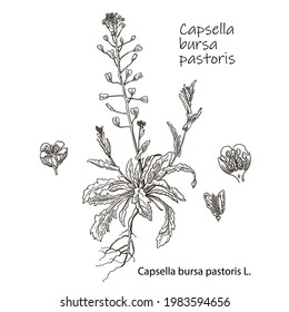 Vector images of medicinal plants. Detailed botanical illustration for your design. Healthy lifestyle. Capsella bursa-pastoris