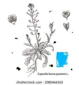 Vector images of medicinal plants. Detailed botanical illustration for your design. Healthy lifestyle. Capsella bursa-pastoris