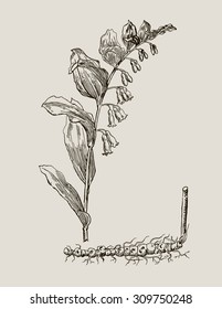 Vector images of medicinal plants. Detailed botanical illustration for your design. Biological additives are. Healthy lifestyle. Seal plant.