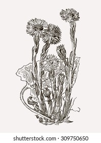 Vector images of medicinal plants. Detailed botanical illustration for your design. Biological additives are. Healthy lifestyle. Coltsfoot.