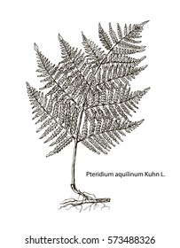 Vector images of medicinal plants. Detailed botanical illustration for your design. Biological additives are. Healthy lifestyle. Kuhn