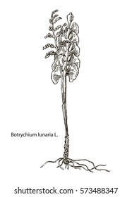 Vector images of medicinal plants. Detailed botanical illustration for your design. Biological additives are. Healthy lifestyle. Lunaria