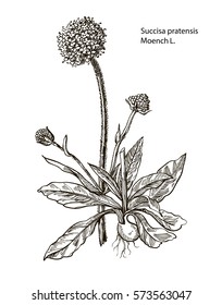 Vector images of medicinal plants. Detailed botanical illustration for your design. Biological additives are. Healthy lifestyle. Moench