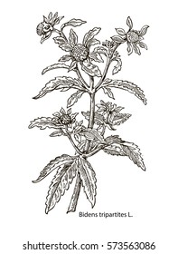 Vector images of medicinal plants. Detailed botanical illustration for your design. Biological additives are. Healthy lifestyle. Bidens.