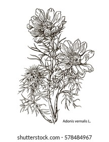 Vector images of medicinal plants. Detailed botanical illustration for your design. Biological additives are. Healthy lifestyle. Adonis.