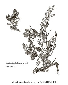Vector images of medicinal plants. Detailed botanical illustration for your design. Biological additives are. Healthy lifestyle. Spreng