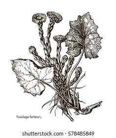 Vector images of medicinal plants. Detailed botanical illustration for your design. Biological additives are. Healthy lifestyle. Coltsfoot.