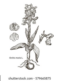 Vector images of medicinal plants. Detailed botanical illustration for your design. Biological additives are. Healthy lifestyle. Orchis
