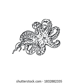 
 vector images of octopus , sea food octopus, crustaceans EPS 10, sea food vector