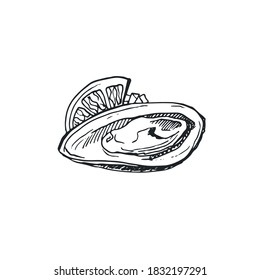 
 vector images of oyster and mollusks, sea food mollusks, oyster EPS 10, sea food vector