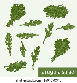 Vector images of seven various single leaves of arugula salad, two arugula bunches and two small heaps / groups of arugula salad on a light green background 