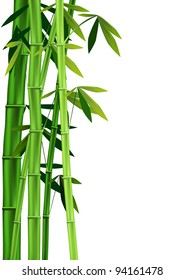 Vector images of stalks of bamboo on white background