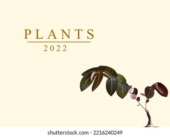 Vector images for use in making graphics.