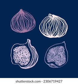 Vector images of a whole fig and its parts. Set, hand drawing, sketch, doodle, illustration. Fruits. Shades of purple, dark background. Eps10