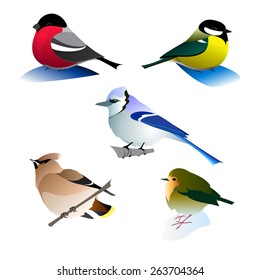 Vector images of winter birds sitting on snow and branches.