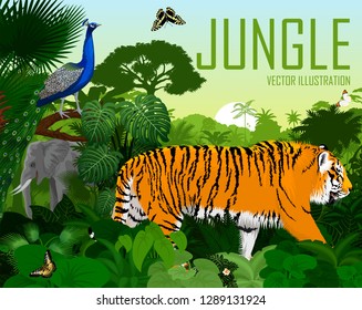 Vector India jungle rainforest with tiger, elephant, male peacock Peafowl and butterflies