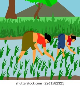 Vector of Indian Female farmers working in paddy field, tradtional agriculture concept.